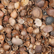 Sierbestrating-limburg-tuinvariant-Schelpen 3-20 mm (13,5 kg)